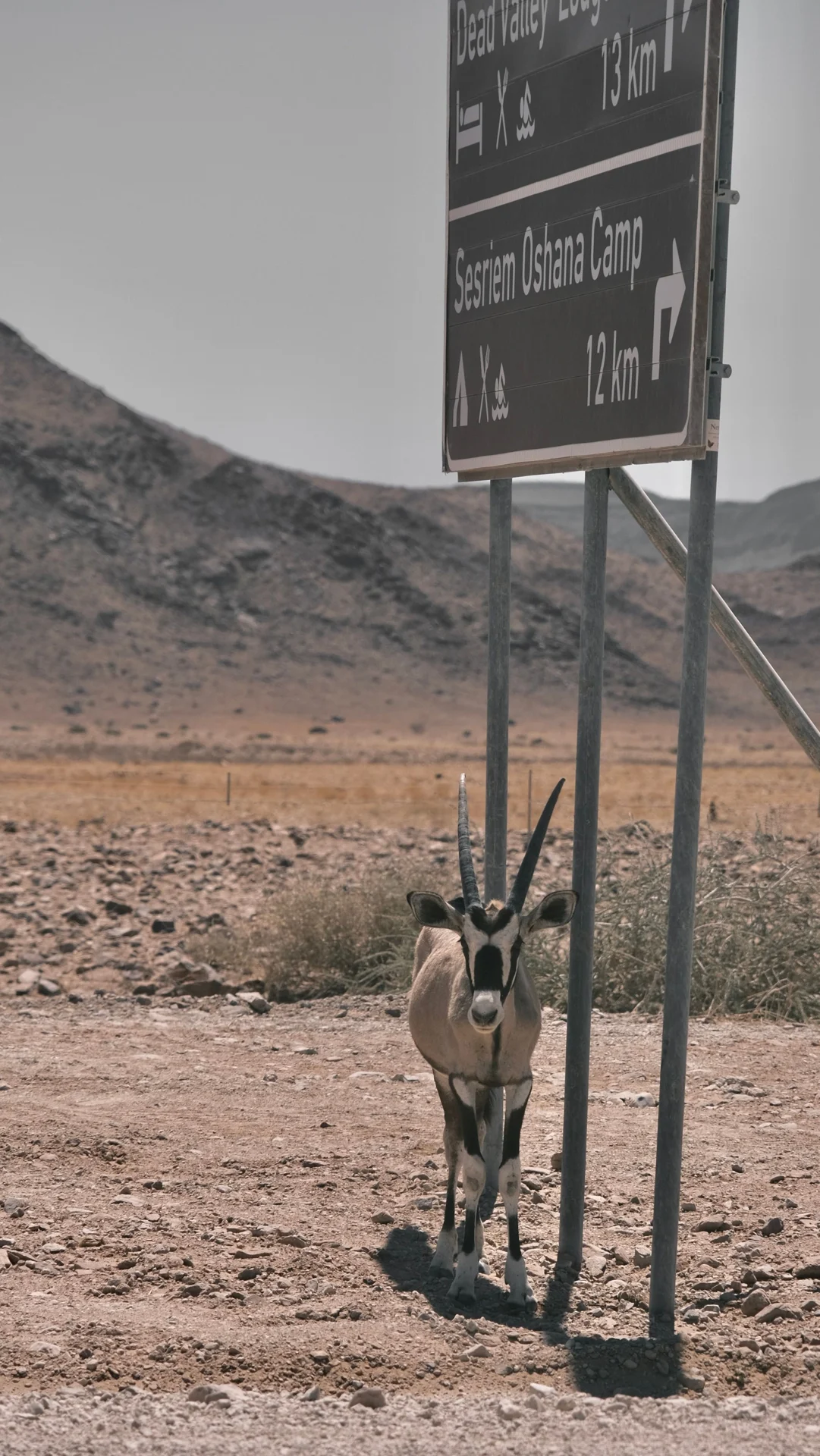 An oryx in a rocky Namibian landscape