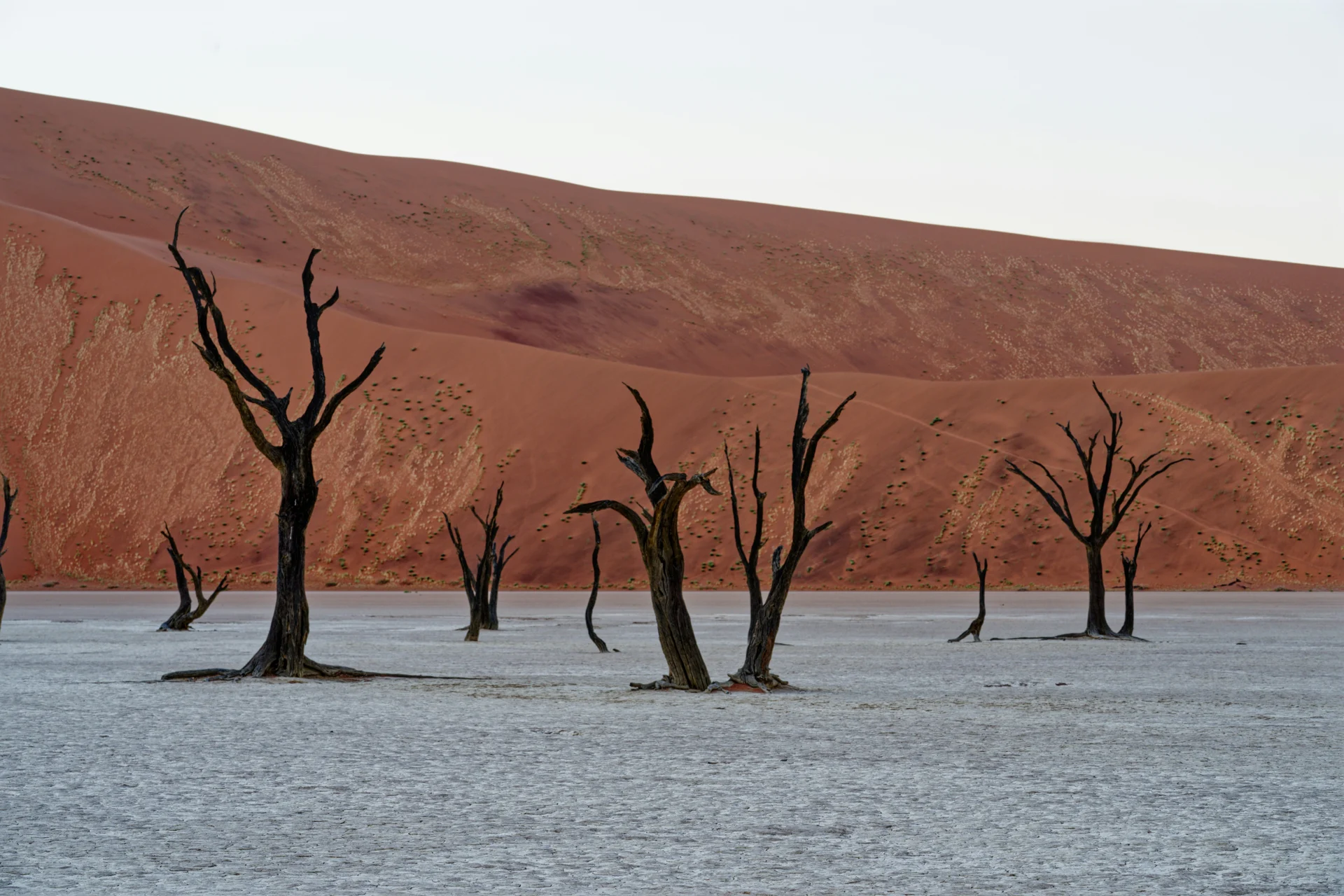 Ancient trees on the white pan of Deadvlei