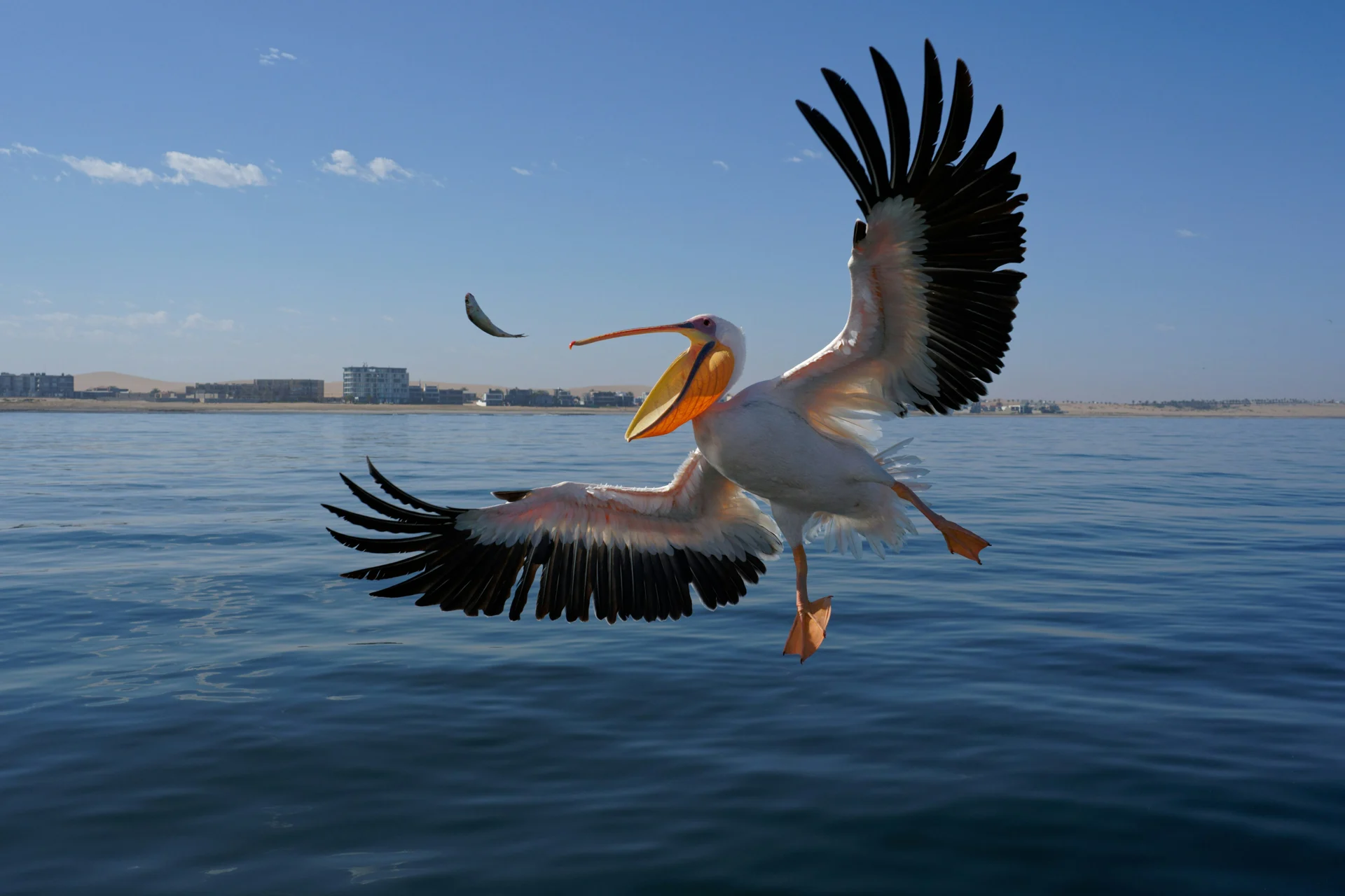 A pelican taking flight over the water