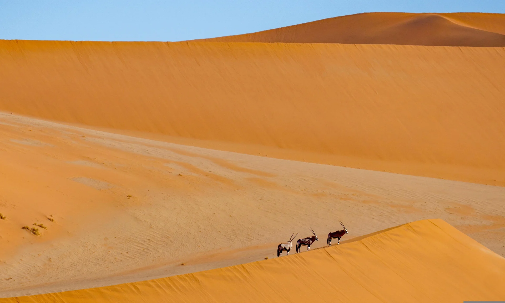 Oryx crossing golden desert dunes