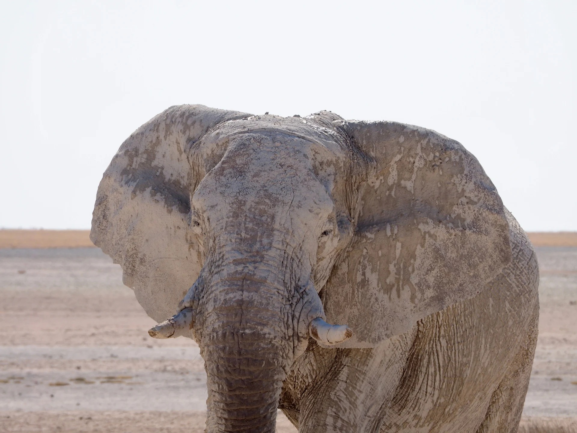 An elephant in Namibia