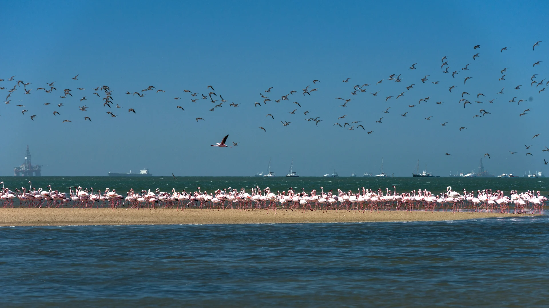 Flamingos on the Walvis Bay lagoon