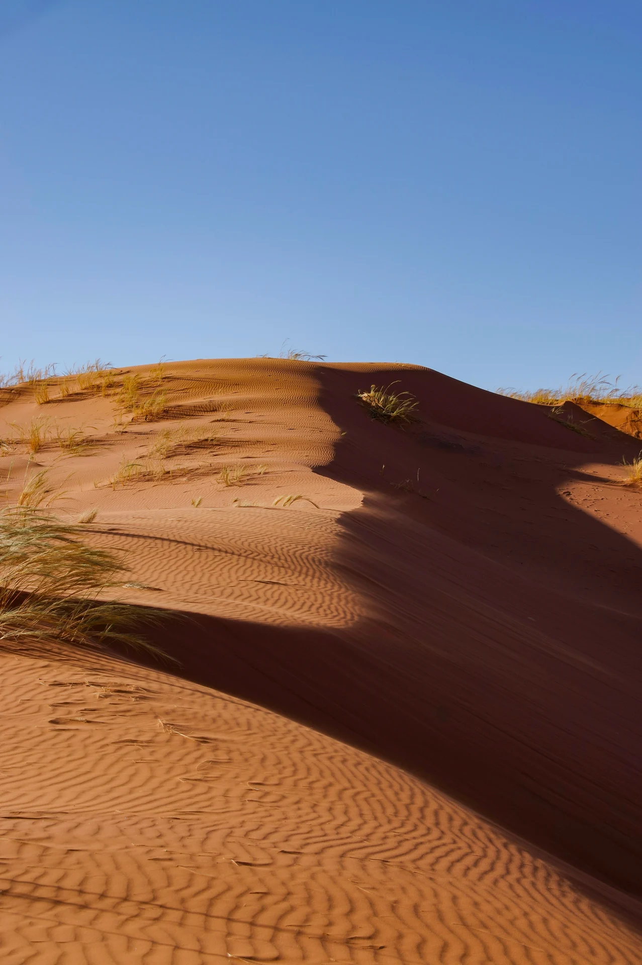 A sunlit ridge in the Namib Desert