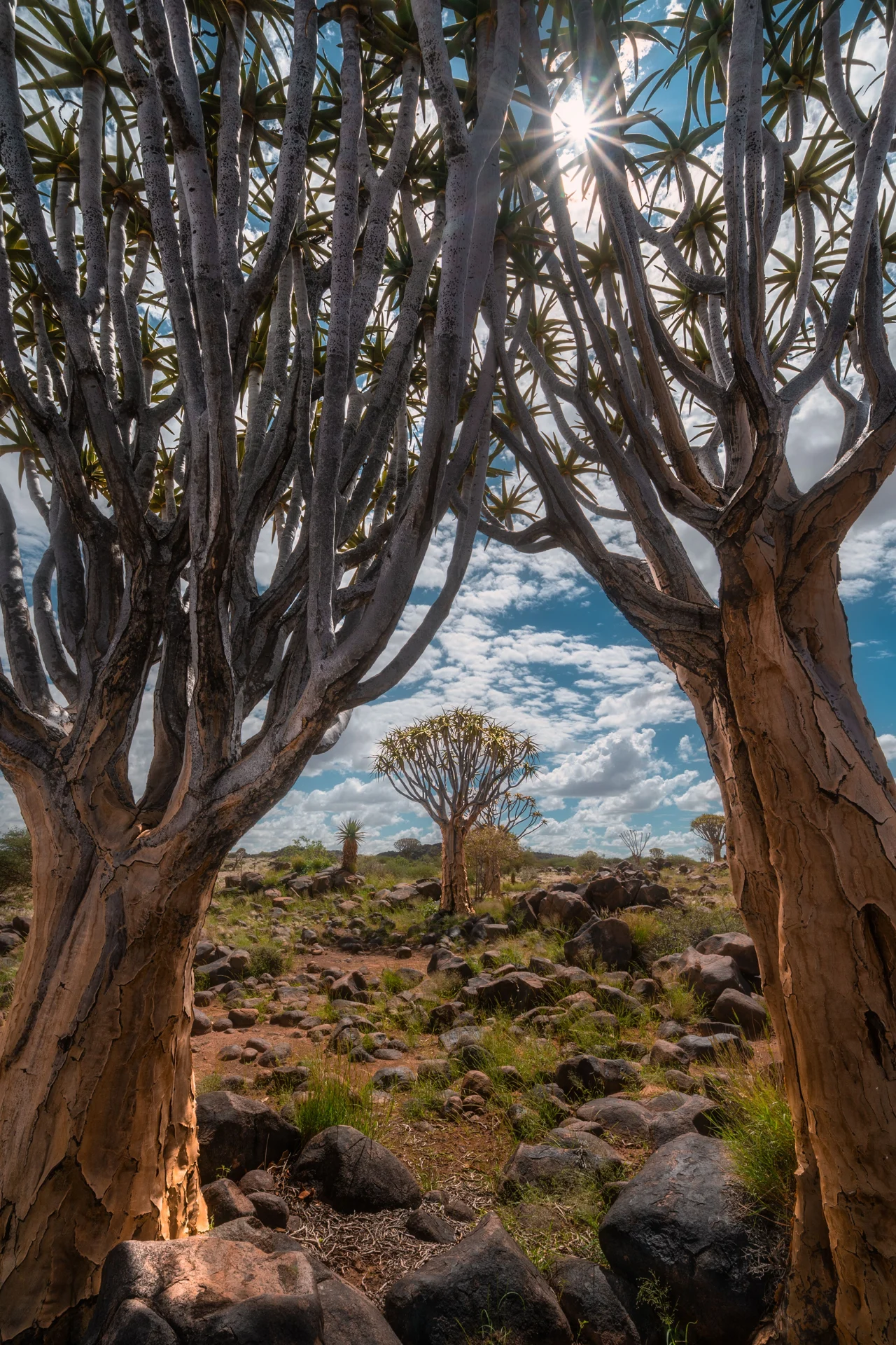 A close view of quiver trees