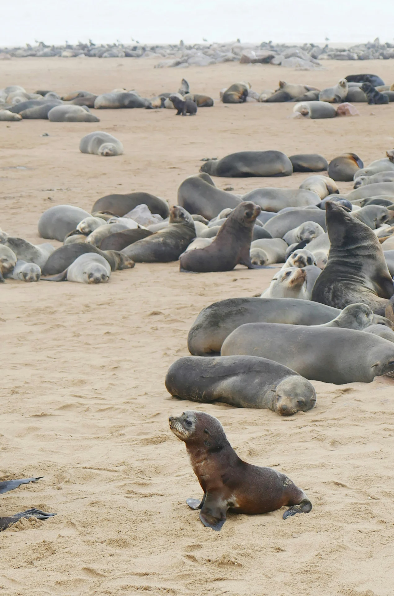 Cape fur seals on the Namibian coast